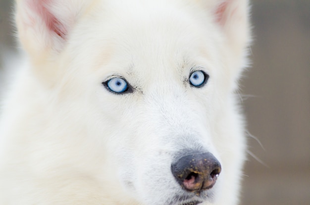 シベリアンハスキー犬は青い目の肖像画を閉じます ハスキー犬h プレミアム写真