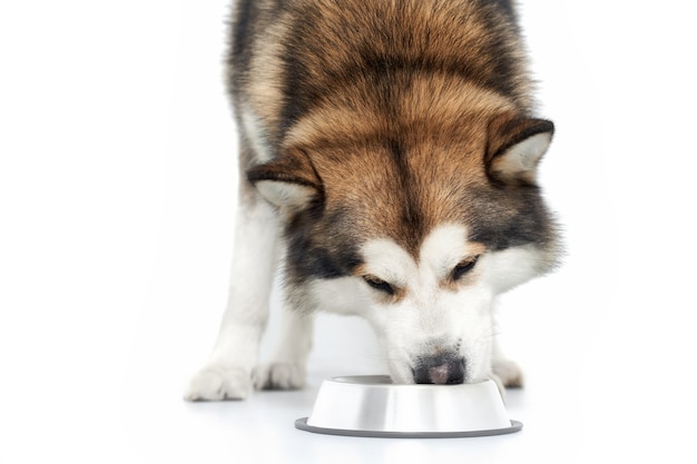 好きな食べ物を食べるシベリアンハスキー犬 プレミアム写真