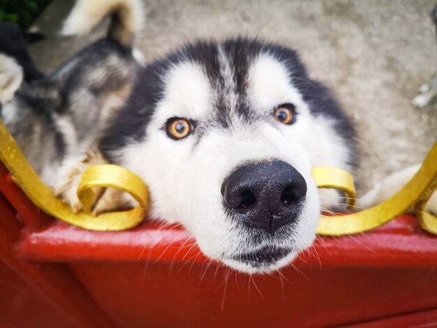 フェンスのシベリアンハスキー犬 悲しい犬動物ペット プレミアム写真