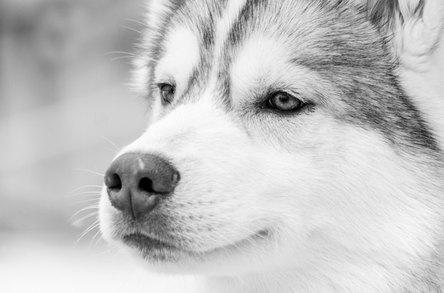 シベリアンハスキー犬は左に見えます 白黒写真閉じる プレミアム写真