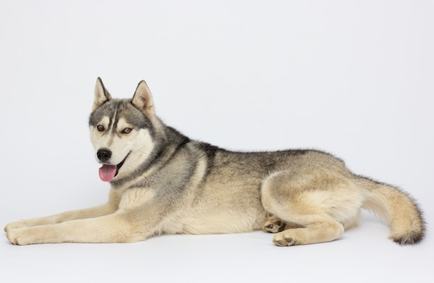白い表面に横たわっているシベリアンハスキー犬 プレミアム写真