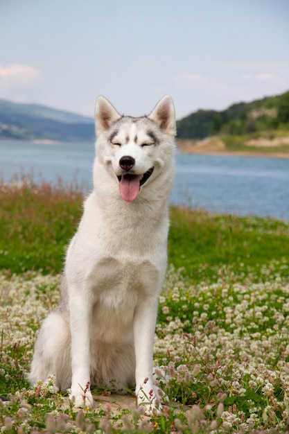 草の中に立っているシベリアンハスキー犬 プレミアム写真