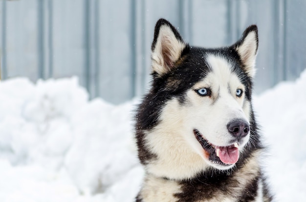 青い目のシベリアンハスキー犬 ハスキー犬は黒と白のコート色をしています プレミアム写真