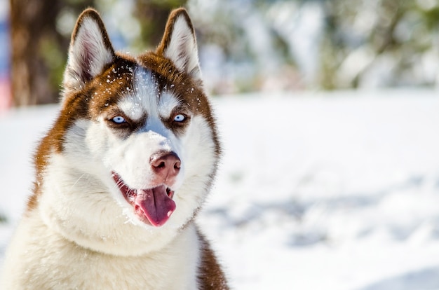 青い目のシベリアンハスキー犬 ハスキー犬は赤と茶色のコート色をしています プレミアム写真
