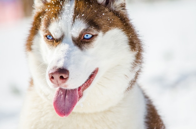 青い目のシベリアンハスキー犬 ハスキー犬は赤と茶色のコート色をしています プレミアム写真