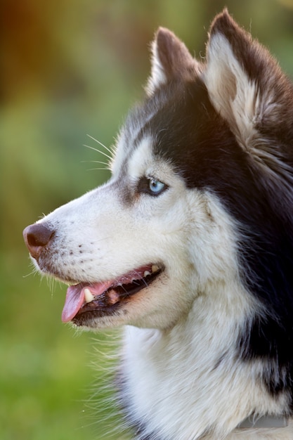 Premium Photo | Siberian husky on the grass