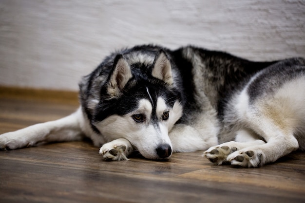 husky at home