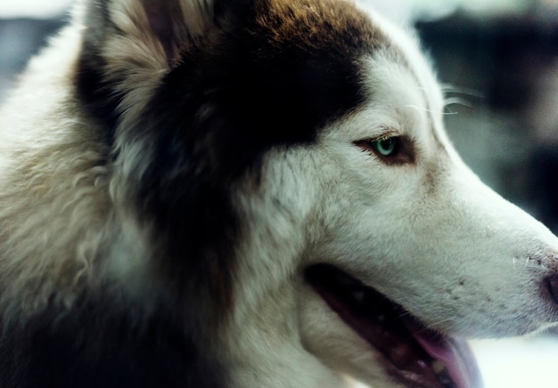 Free Photo | Siberian husky mammal pet