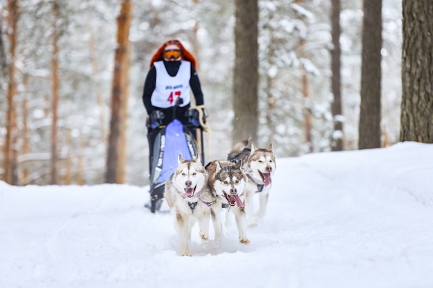 シベリアンハスキーそり犬のレース プレミアム写真