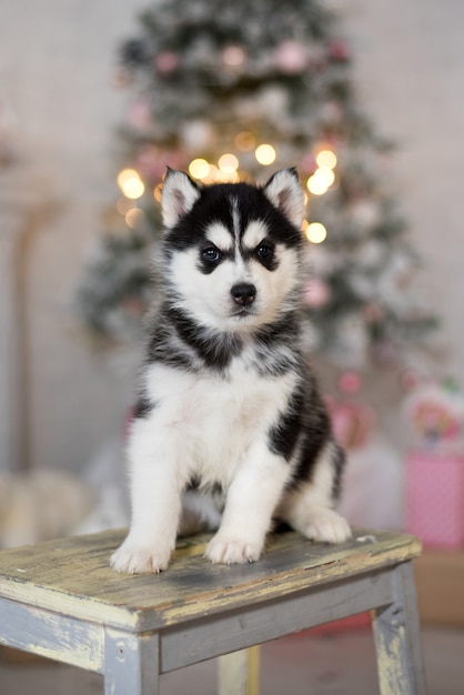 Premium Photo | Siberian husky on a stool with christmas tree behind