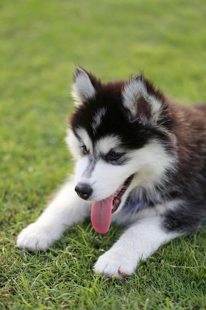 Premium Photo | Siberian puppy on green lawn.