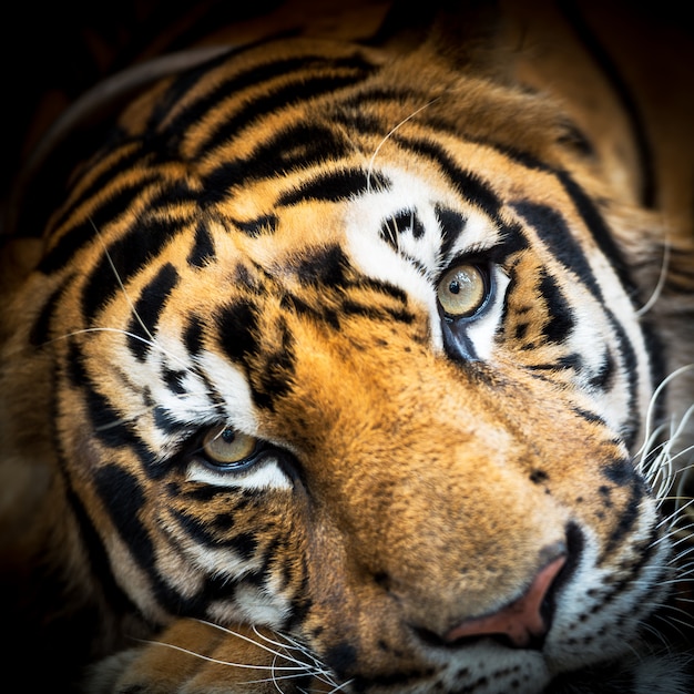 Siberian tiger face | Premium Photo