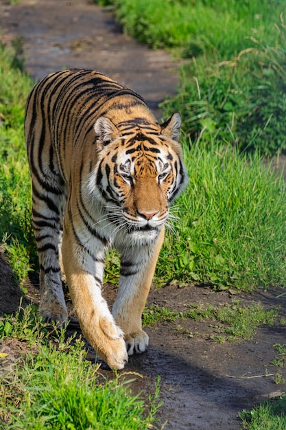 Premium Photo | Siberian tiger, (panthera tigris altaica), walking ...