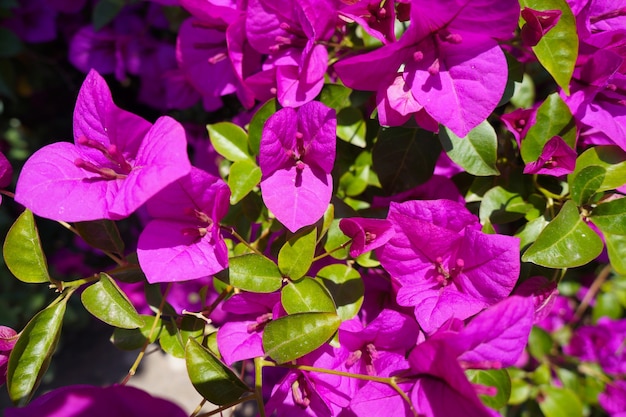 Premium Photo | Sicily pink flowers. pink flowers of oleander in summer ...