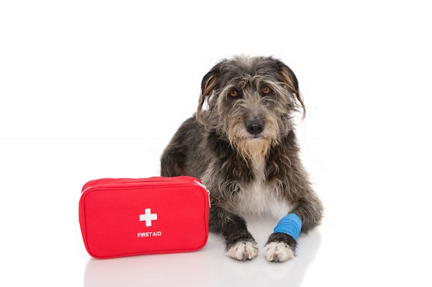 Premium Photo Sick Dog Sheepdog Puppy Lying Down With A Blue Bandage Or Elastic Band