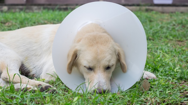 Premium Photo | Sick dog wearing a funnel collar and lying on a grass.