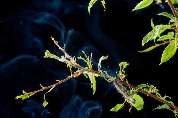 Sick spring plant on a dark with drops . plum branch with pests. on a branch of plum caterpillar and spider mites. Premium Photo