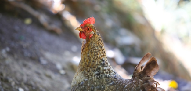 野生の鶏の横顔 プレミアム写真