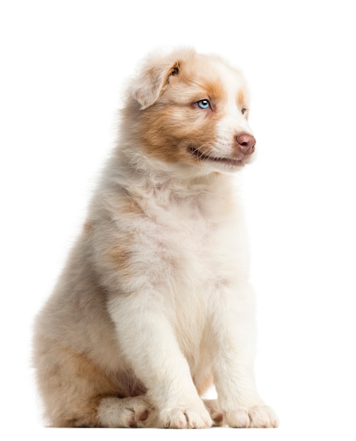 Premium Photo | Side view of an australian shepherd puppy (8 weeks old ...