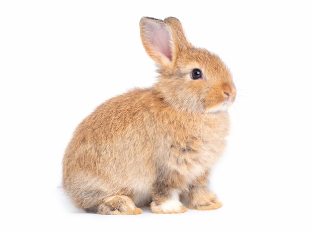 Premium Photo | Side view of brown cute baby rabbit sitting isolated on ...