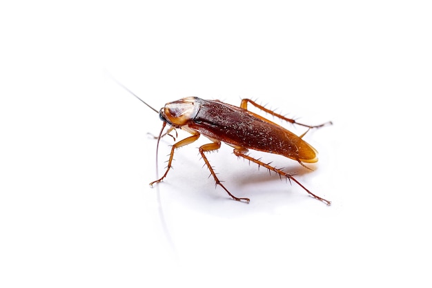 The side view cockroach thailand isolated on white background, copy ...