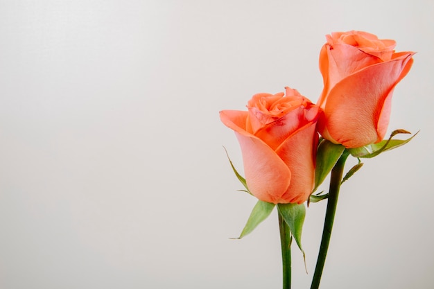 Side view of coral color roses isolated on white background with copy ...