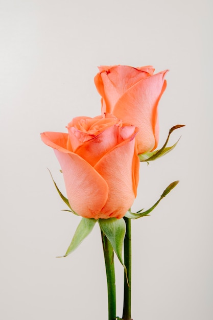 Free Photo | Side view of coral color roses isolated on white background