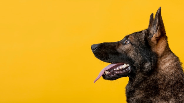 Side view cute dog on yellow background Free Photo