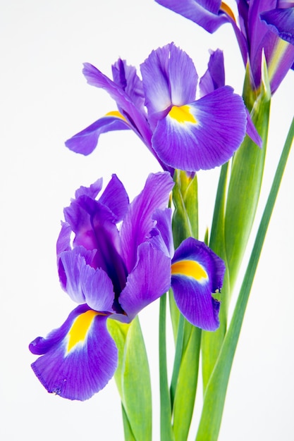 Free Photo | Side view of dark purple color iris flowers isolated on