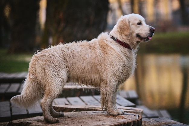 Premium Photo Side View At Dog Golden Retriever Breed Standing On Wooden Bench By A Lake In The Evening