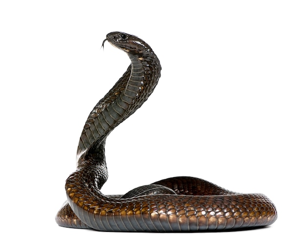 Premium Photo | Side view of egyptian cobra, naja haje isolated