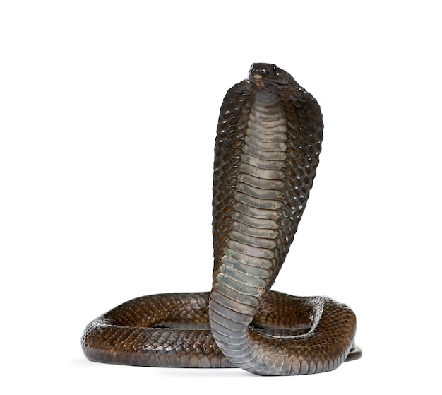 Premium Photo | Side view of egyptian cobra, naja haje isolated