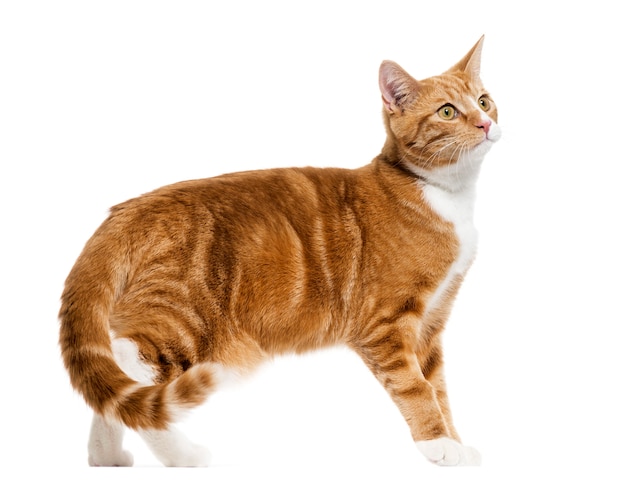Premium Photo | Side view of a ginger mixed-breed cat standing
