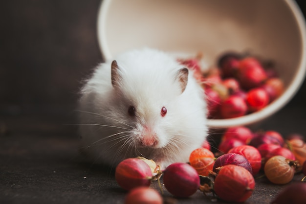 Side view gooseberry in bowl with hamster eating hazelnut on dark brown. Free Photo