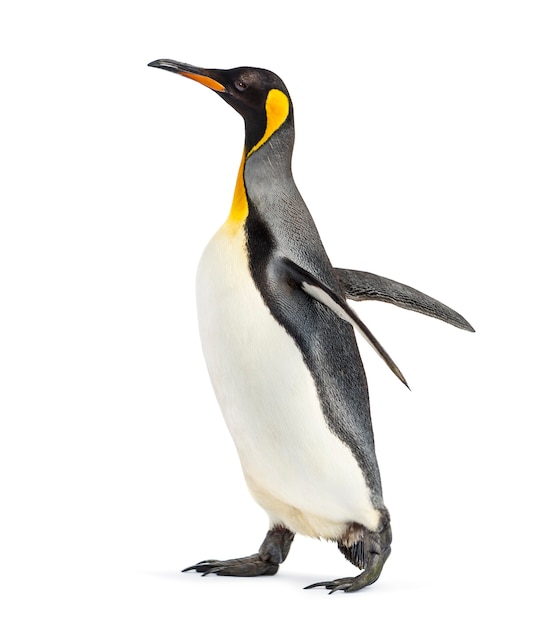 Premium Photo | Side view of a king penguin walking, isolated on white