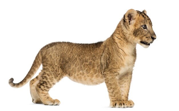 Premium Photo | Side view of a lion cub standing isolated on white