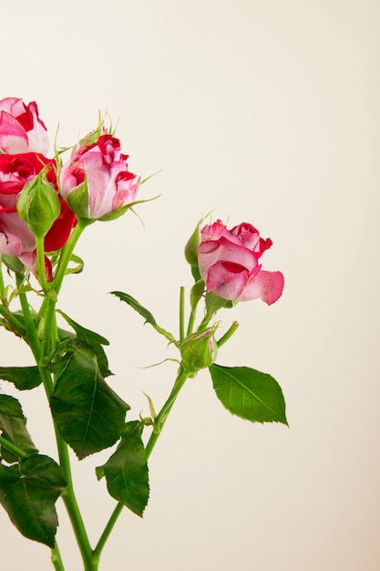 白い背景の上のバラのつぼみとカラフルなバラの花の花束の側面図 無料の写真