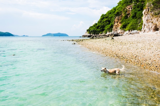 海で泳ぐ犬の側面図 無料の写真