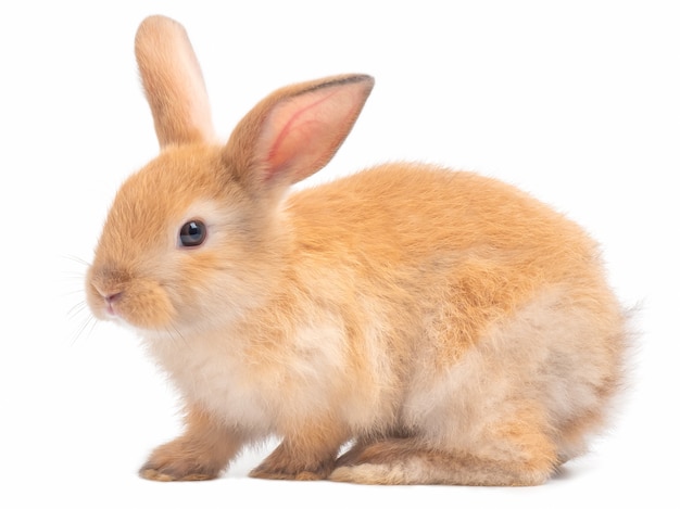 白い背景で隔離赤茶色のかわいいウサギの側面図です プレミアム写真