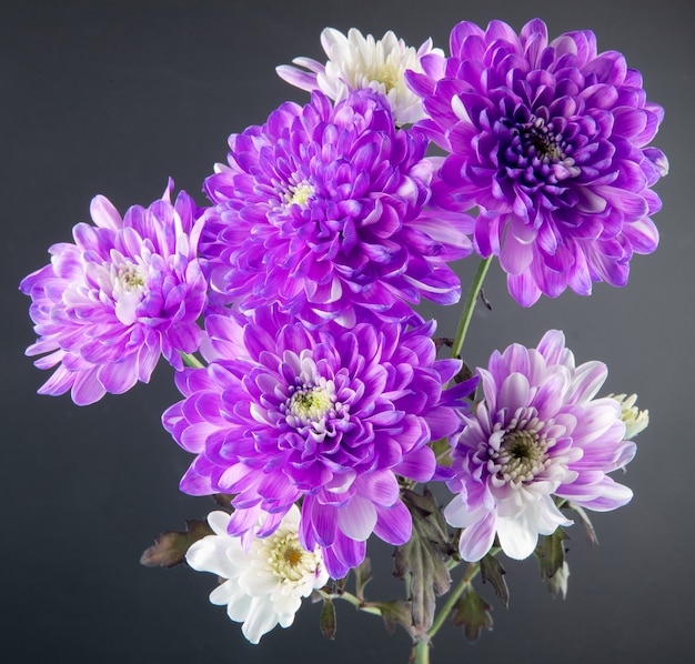 黒の背景で分離された紫と白の色の菊の花の花束の側面図 無料の写真