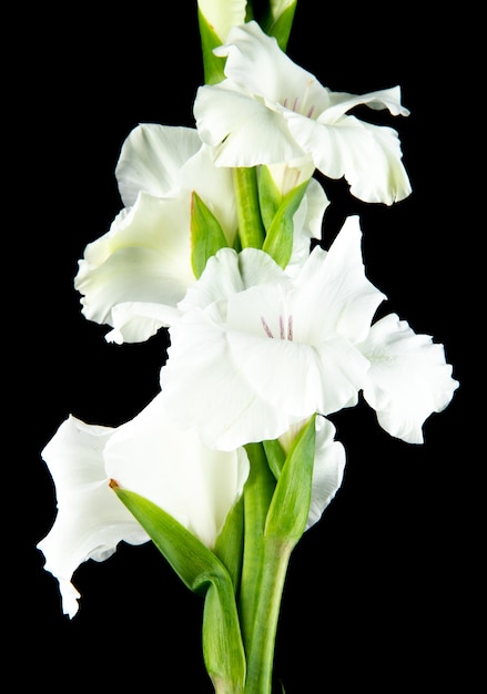 黒の背景に分離された白いグラジオラス花の側面図 無料の写真