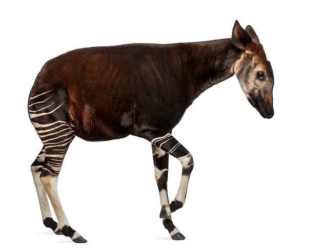 Premium Photo | Side view of an okapi standing in a funny position ...