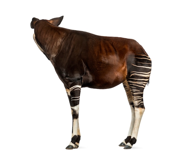 Premium Photo | Side view of an okapi standing, looking back, okapia ...