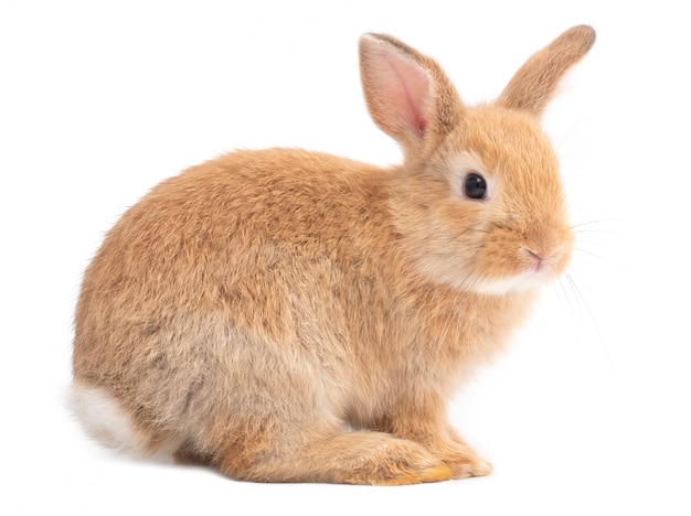 Premium Photo | Side View Of Red-brown Cute Rabbit Isolated On White ...