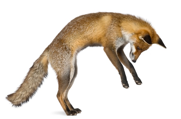 Premium Photo | Side view of red fox, standing on hind legs