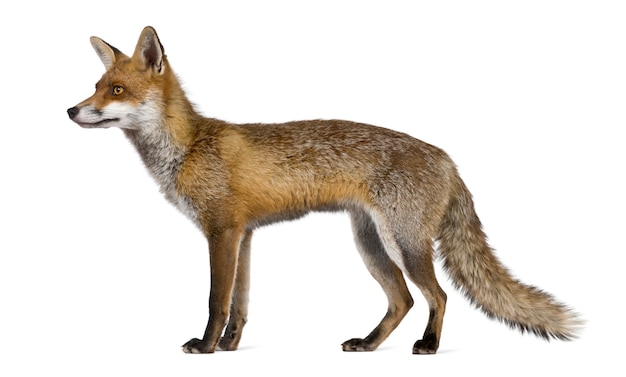 Premium Photo | Side view of red fox, standing