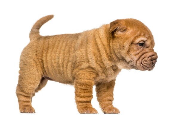 Premium Photo Side View Of A Shar Pei Puppy Standing Isolated On White