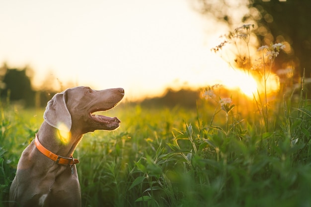 Premium Photo | Side view of weimaraner in orange collar looking away ...