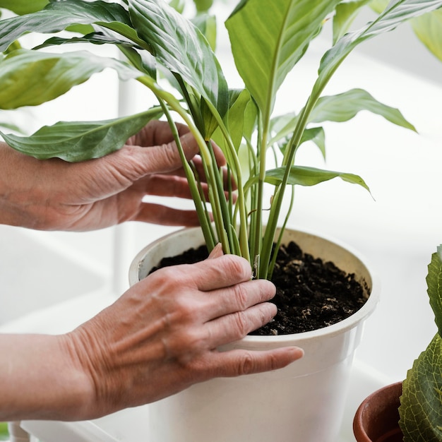 Free Photo | Side view of woman taking care of indoor plants in pots