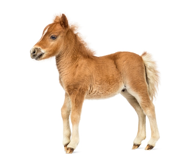 Premium Photo Side View Young Poney Foal Against White Background